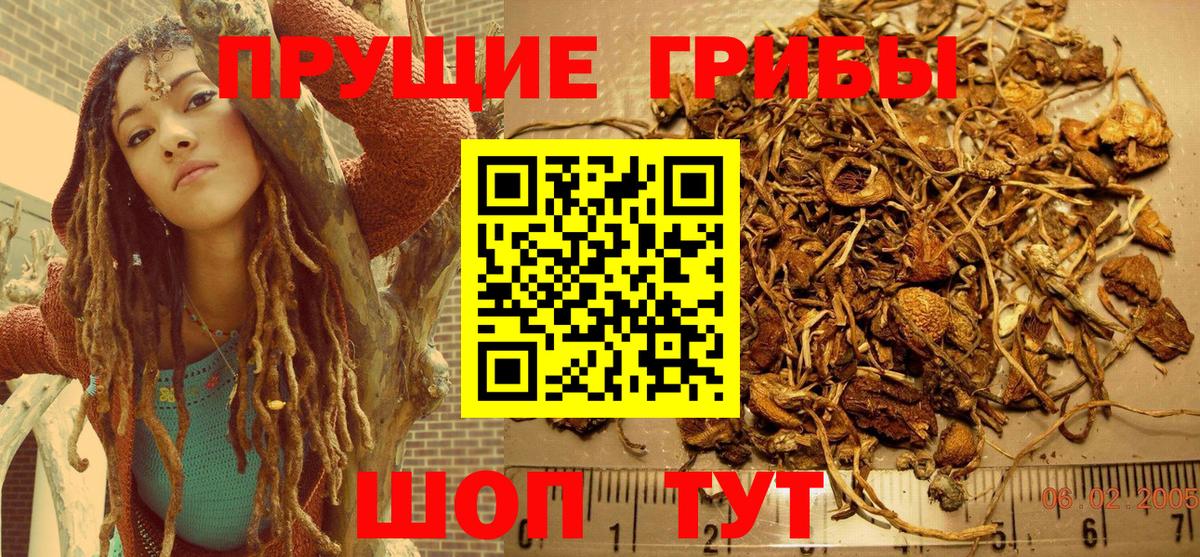 Галлюциногенные грибы Psilocybine cubensis Ирбит